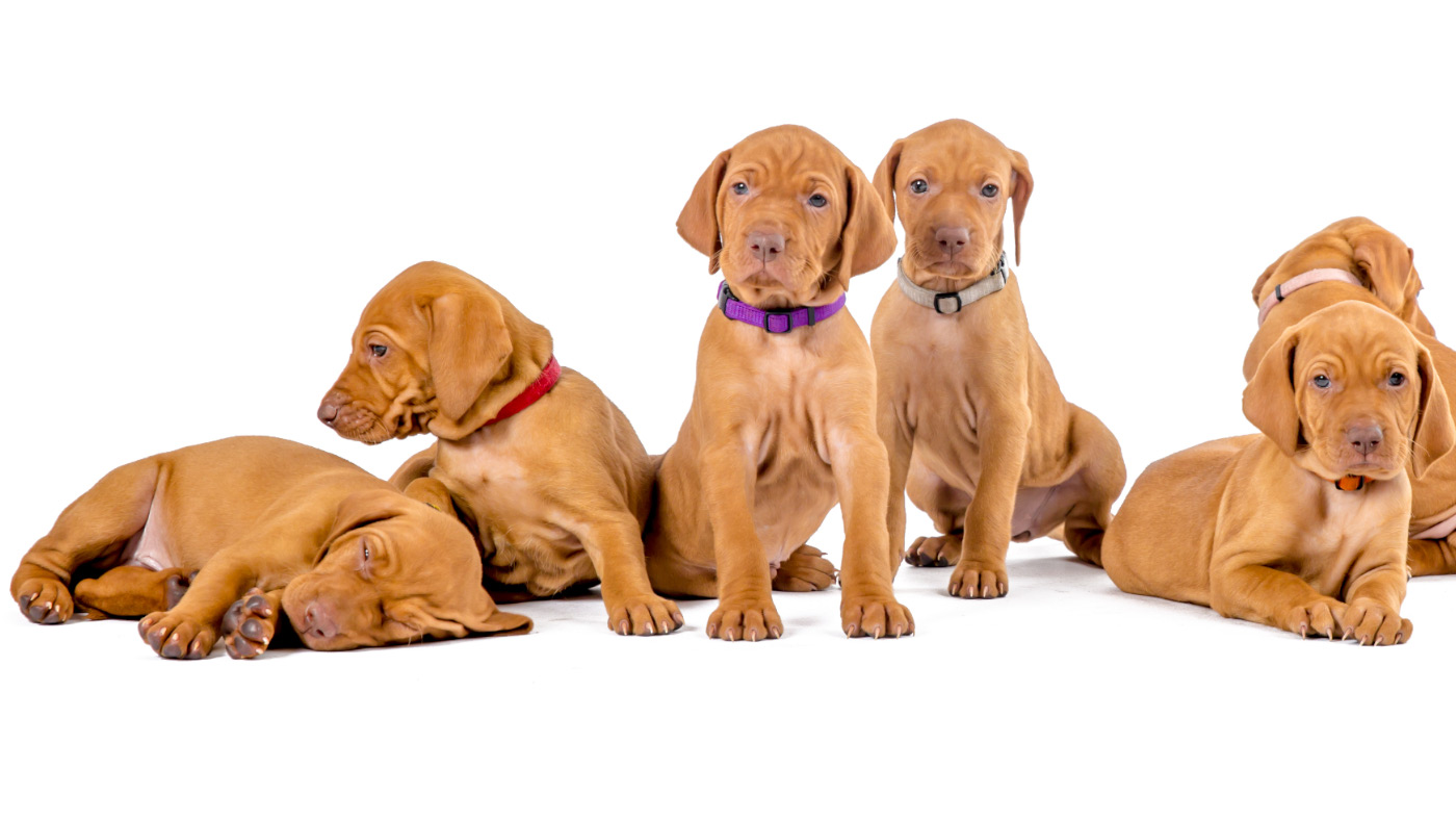Vizsla pup