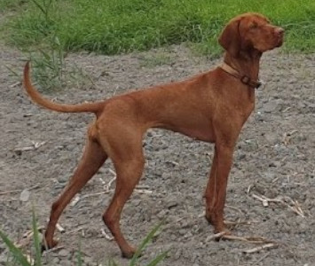 juliette arany hond kopen