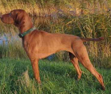 juliette arany pups