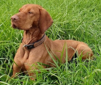 juliette arany pups kopen